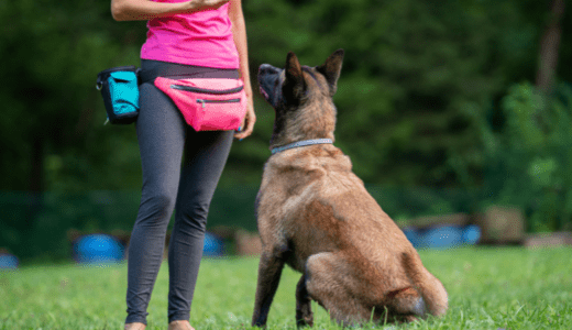 犬の散歩しつけ術！引っ張り癖を直す5つのステップ