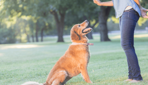 犬のしつけ順番を徹底解説！子犬から始める効果的な方法